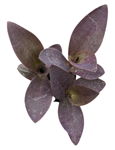 Purple Heart